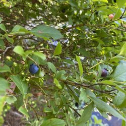 Russell Mill Reservation - Blueberries! yummy ;)