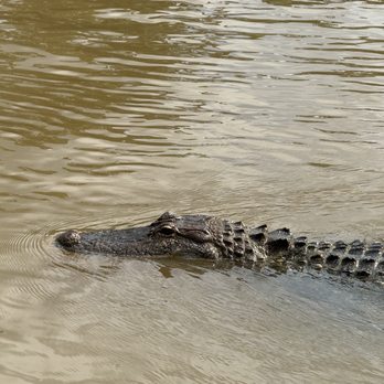 Cajun Encounters Tour Company - Tours Near Me - Slidell, Louisiana