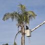 Photo of Garibay's Tree Service