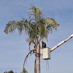 Garibay's Tree Service - This bucket made trimming easier...and probably faster cleaning all the dead limbs?