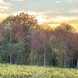View while we are enjoying wine and listening to the Dog Catchers View while we are enjoying wine and listening to the Dog Catchers