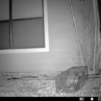 EcoPro Services - Humane ecofriendly raccoon removal relocation exclusion, exterminator, extermination, raccoon removal, raccoon exclusion, raccoon relocation - Pest Control Near Me - Kyle, Texas EcoPro Services - Humane ecofriendly raccoon removal relocation exclusion, exterminator, extermination, raccoon removal, raccoon exclusion, raccoon relocation - Pest Control Near Me - Kyle, Texas