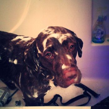 Dog Days Unleashed - Scrub a dub dub - Pet Groomers Near Me Dog Days Unleashed - Scrub a dub dub - Pet Groomers Near Me