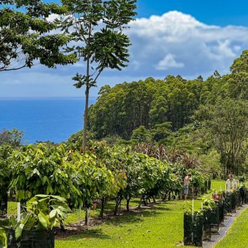 Honolii Orchards - Food Tours Near Me - Hilo, Hawaii Honolii Orchards - Food Tours Near Me - Hilo, Hawaii