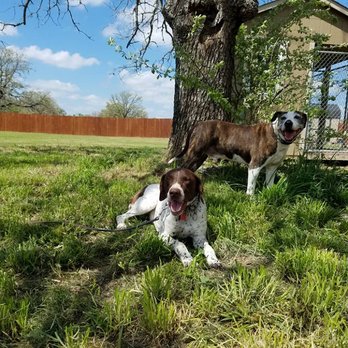 K9 Mastery - Pet Training Near Me - Pflugerville, Texas K9 Mastery - Pet Training Near Me - Pflugerville, Texas