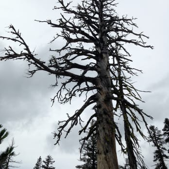 Five Lakes Trail - Artsy tree picture - Hiking Near Me - Olympic Valley, California