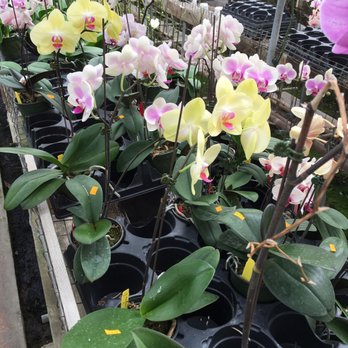 Orchids By Hausermann - Nurseries & Gardening Near Me - Villa Park, Illinois Orchids By Hausermann - Nurseries & Gardening Near Me - Villa Park, Illinois