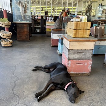 Big Island Bees - Stella, the hostess with the mostess.  Local legend says she can predict the next big swell AND winning lottery numbers. - Honey Near Me - Captain Cook, Hawaii