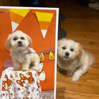 Animal Activity Center - Pet Training Near Me - Clinton Township, Michigan