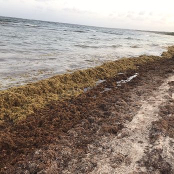 Dreams Tulum Resort & Spa - Seaweed - Resorts Near Me - Tulum, ROO