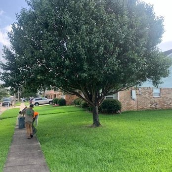 Premier Tree Service - Premiere tree service getting my trees away from power lines! Now I am ready for hurricane season! - Tree Services Near Me