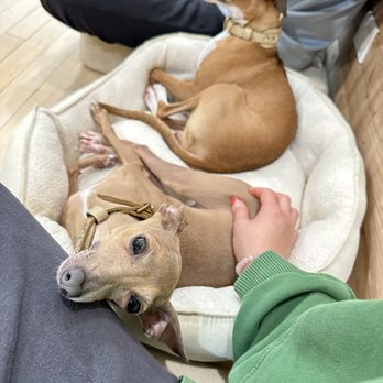 Cuddle Pups - Pet Services Near Me - Chicago, Illinois
