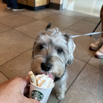 Starbucks - Coffee & Tea Near Me - Tampa, Florida Starbucks - Coffee & Tea Near Me - Tampa, Florida