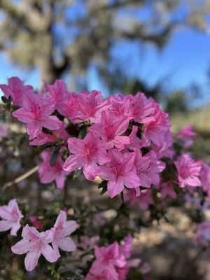 Magnolia Plantation and Gardens by null