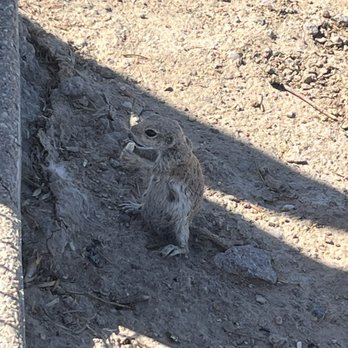 Sunset Park - Dog Parks Near Me - Las Vegas, Nevada