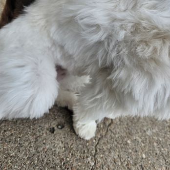 Bellevue Pet Adventures - Pet Groomers Near Me - Bellevue, Nebraska