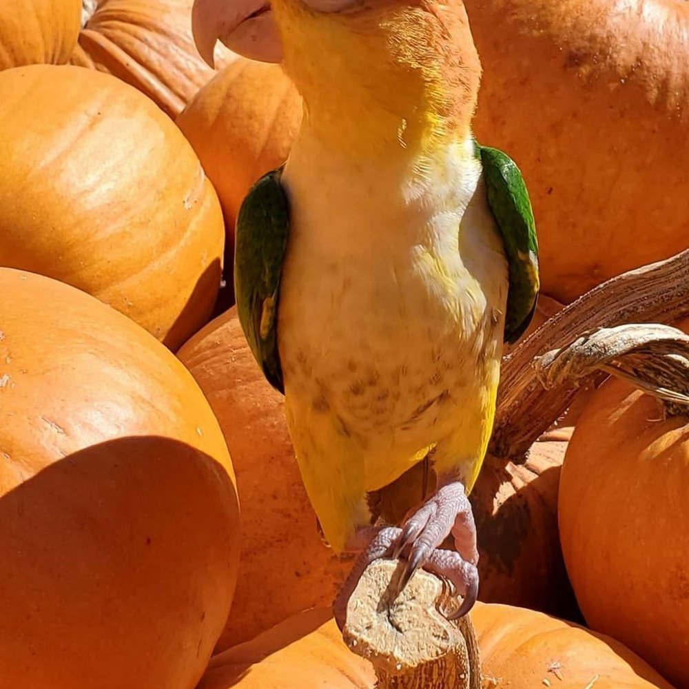 Our Feathered Friends - Bird Shops Near Me - San Diego, California