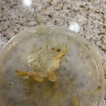 Maverick's Smokehouse & Taproom - Plastic found in pork - Smokehouse Near Me - Durham, North Carolina Maverick's Smokehouse & Taproom - Plastic found in pork - Smokehouse Near Me - Durham, North Carolina