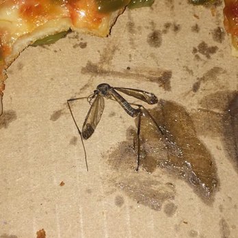 Volcano Pizzeria - a mosquito on a pizza - Pizza Near Me - Welland, Ontario