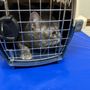 Great Rivers Animal Hospital