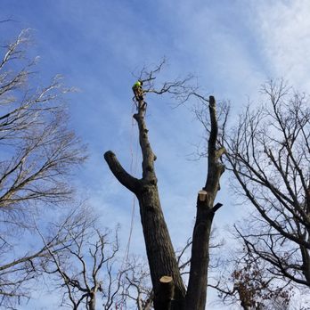 M&S Tree Service - Tree Services Near Me M&S Tree Service - Tree Services Near Me