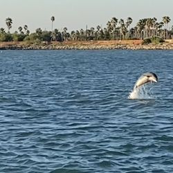 Black Dragon Cruises - Dolphin jumping out of the water.