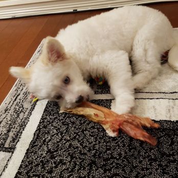 Homes Alive Pet Centre - Enjoying her newly bought tendon - Pet Stores Near Me - Edmonton, Alberta