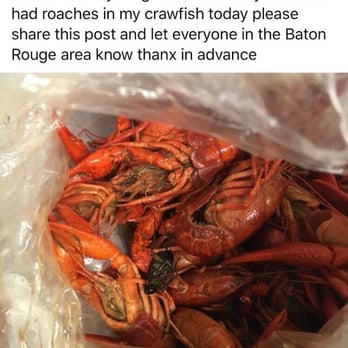 University Seafood - This photo shows the roach that was found in their crawfish while eating. There were multiple roaches boiled in the crawfish. - Seafood Near Me - Baton Rouge, Louisiana University Seafood - This photo shows the roach that was found in their crawfish while eating. There were multiple roaches boiled in the crawfish. - Seafood Near Me - Baton Rouge, Louisiana