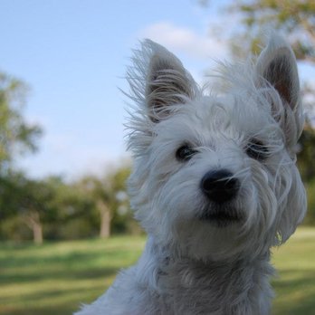K9 Mastery - Pet Training Near Me K9 Mastery - Pet Training Near Me
