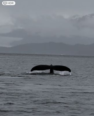 Lindblad Expeditions by null