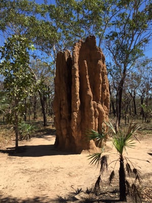 Litchfield National Park by null