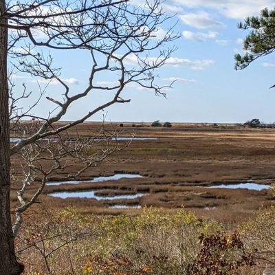 Mass Audubon Wellfleet Bay Wildlife Sanctuary by null