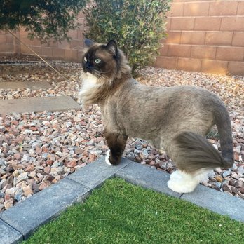 Cats & Dogs - Willow enjoying the backyard after her fantastic grooming with Dino & Gary! - Pet Groomers Near Me - Los Angeles, California Cats & Dogs - Willow enjoying the backyard after her fantastic grooming with Dino & Gary! - Pet Groomers Near Me - Los Angeles, California