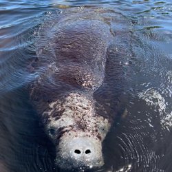 Manatee Sightseeing and Wildlife Adventures