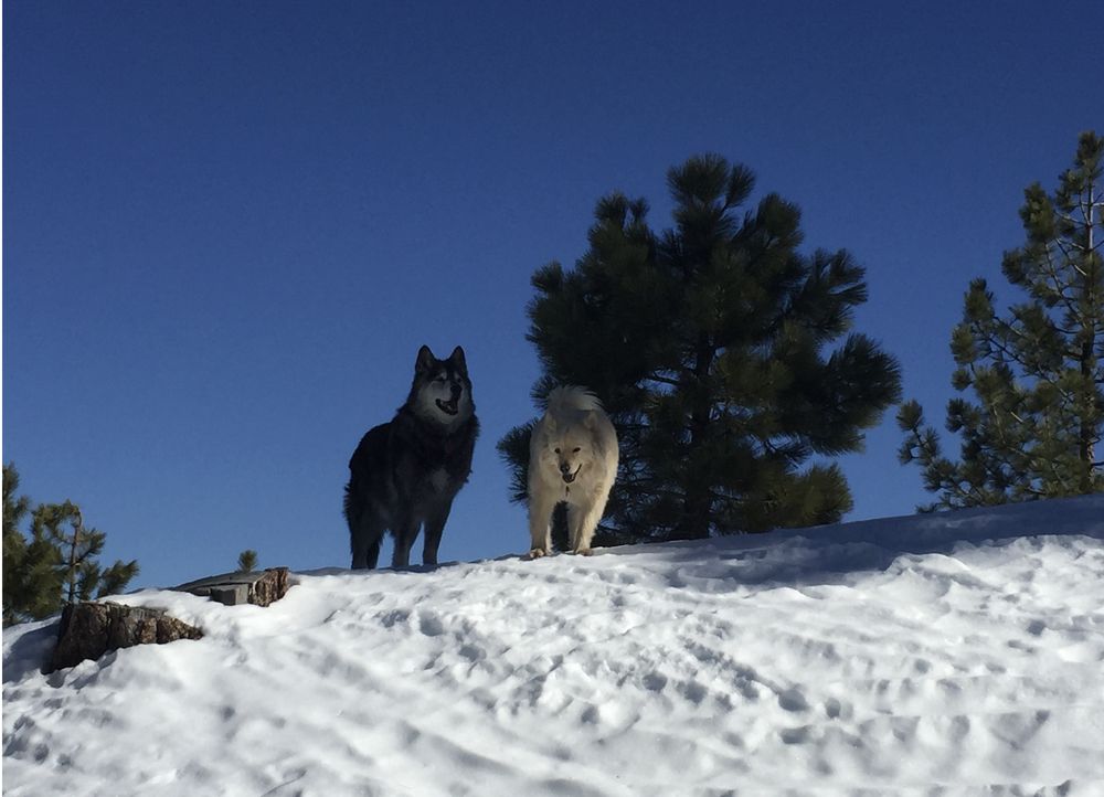 PAWS SHELTER OF CENTRAL TEXAS Updated May 2024 57 Photos & 33