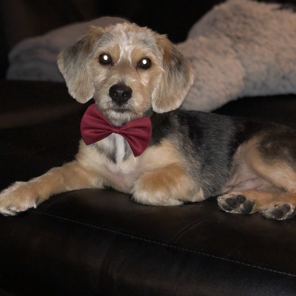 Barking Bubbles Spa - Fresh after a day of pampering! - Pet Groomers Near Me - Diamond Bar , California Barking Bubbles Spa - Fresh after a day of pampering! - Pet Groomers Near Me - Diamond Bar , California