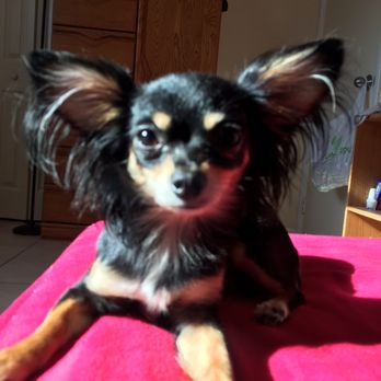 Grooming Emporium - Pet Groomers Near Me - Lowell, Massachusetts