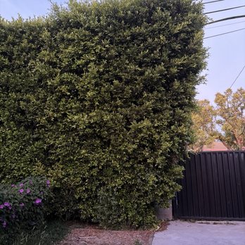 Affordable Tree Care - Tree Services Near Me