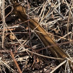 Boyd Hill Nature Preserve - Yellow rat snake