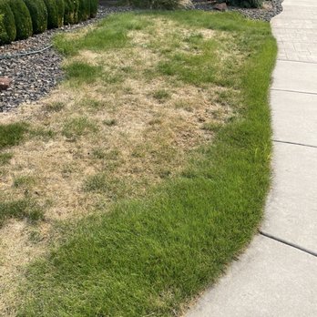 TruGreen Lawn Care - Or this section. Maybe because of all the billbug damage??? - Tree Services Near Me - Meridian, Idaho TruGreen Lawn Care - Or this section. Maybe because of all the billbug damage??? - Tree Services Near Me - Meridian, Idaho