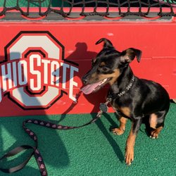 The Buckeye Corner