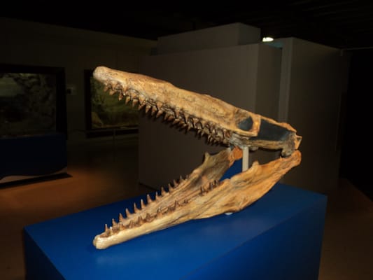 Hastings Museum by null