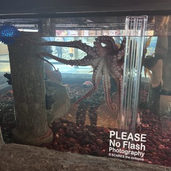 Hatfield Marine Science Center - Aquariums Near Me - Newport, Oregon