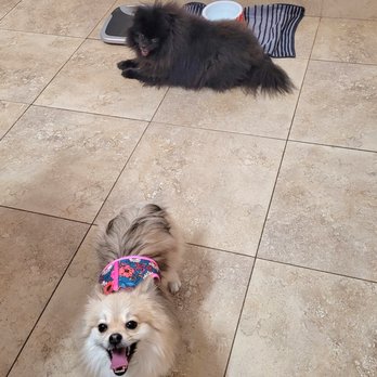 Saving Sage Animal Rescue Foundation - Withe her new sister, Tiger Belle - Animal Shelters Near Me - Sunrise, Florida
