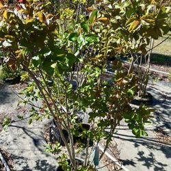 Ebenezer Rose & Garden Nursery