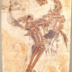 Willibaldsburg - Fossil