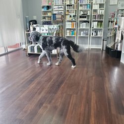 Austin James Hair Studio - The salon pooch Benji..super sweet!
