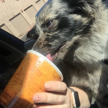 Xtreme Bean Coffee - Bo loves his pupichino - Coffee & Tea Near Me - Tempe, Arizona Xtreme Bean Coffee - Bo loves his pupichino - Coffee & Tea Near Me - Tempe, Arizona
