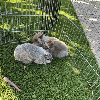 Blue Copper Farm - Just a few of our new bunny friends - Petting Zoos Near Me
