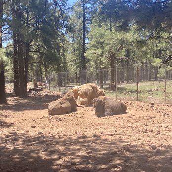 Bearizona - White bison. - Zoos Near Me - Williams, Arizona Bearizona - White bison. - Zoos Near Me - Williams, Arizona